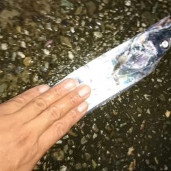 ワインドタチウオ